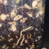 Rare Scindapsus Black Satin (Clone 1) | Plant A