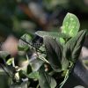 Rare Scindapsus Black Satin (Clone 1)