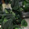 Rare Scindapsus Black Satin (Clone 1)