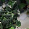 Rare Scindapsus Black Satin (Clone 1)