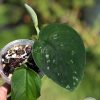 Rare Scindapsus Black Satin (Clone 1) | Plant A