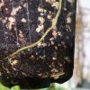 Rare Scindapsus Black Satin (Clone 1) | Plant A