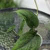 Scindapsus Jade Satin