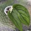 Scindapsus Jade Satin