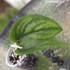 Scindapsus Jade Satin