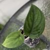 Scindapsus Jade Satin