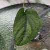 Scindapsus Jade Satin