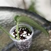 Scindapsus Jade Satin