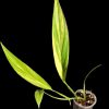 Epipremnum Amplissimum Variegated