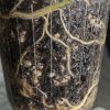 Epipremnum Amplissimum Variegated