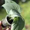 Scindapsus Platinum