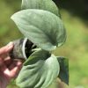Scindapsus Platinum