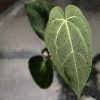 Anthurium Dressleri X Besseae