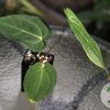 Anthurium Dressleri X Besseae