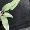 Epipremnum Cebu Blue