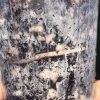 Epipremnum Cebu Blue