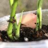 Epipremnum Cebu Blue