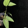 Epipremnum Cebu Blue
