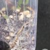Epipremnum Cebu Blue