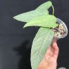 Epipremnum Cebu Blue