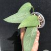 Epipremnum Cebu Blue