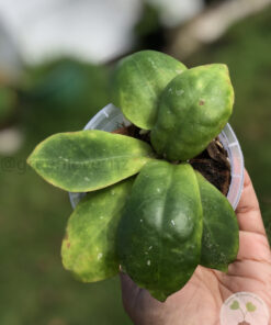 Highly rare Hoya mitrata