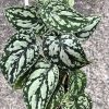 Scindapsus Tricolour Dark form (Clone 1)