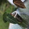 Anthurium Dressleri X Besseae