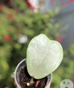 Hoya Kerrii Full Silver - highly rare