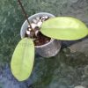 Hoya Silver dollar MB1405-AG