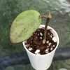 Hoya Silver dollar MB1405-AG