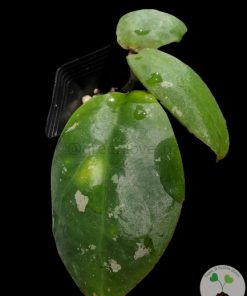 Highly rare Hoya mitrata