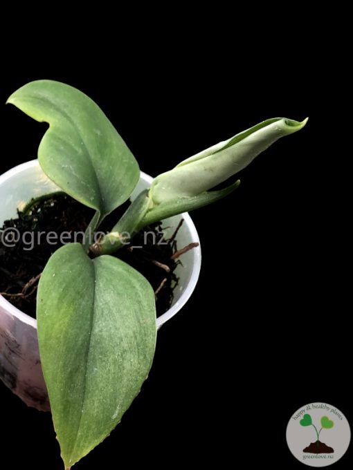 Rare Scindapsus moonlight mint variegata