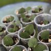 Rare Rhaphidophora Tenuis Silver