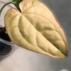 Anthurium Crystallinum X Lux