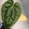 Anthurium Crystallinum X Lux