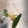 Anthurium Crystallinum X Lux