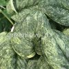 Rare Scindapsus Pangrango - A