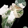 Alocasia Black Velvet Pink Variegated