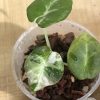 Alocasia Black Velvet Pink Variegated