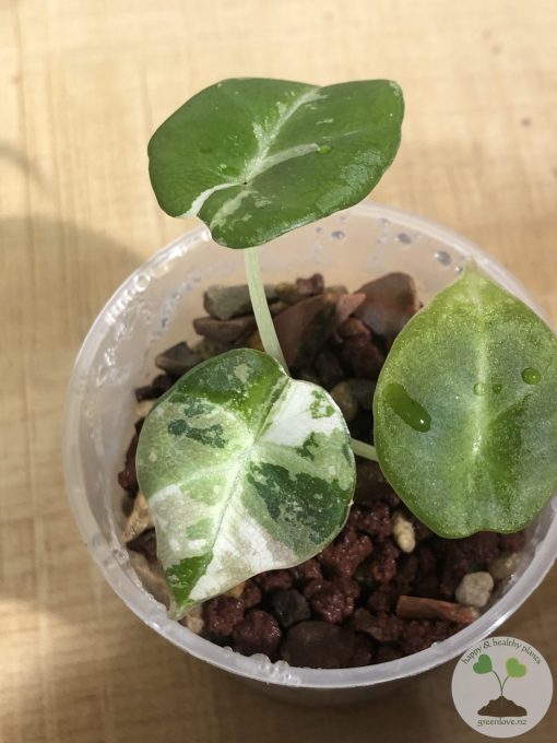 Alocasia Black Velvet Pink Variegated
