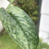 Rare Scindapsus Pangrango - A