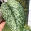 Rare Scindapsus Pangrango - A