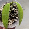 Hoya filiformis