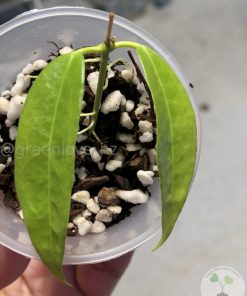 Hoya filiformis