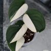 Scindapsus Jade Satin albo (halfmoon)