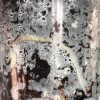 Scindapsus Jade Satin albo (halfmoon)