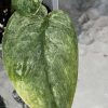 Rare Scindapsus Pangrango - C