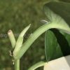Scindapsus Jade Satin albo (halfmoon)