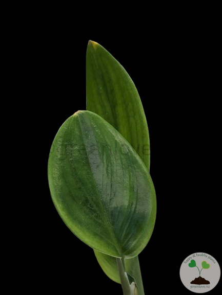 Scindapsus Treubii Dark
